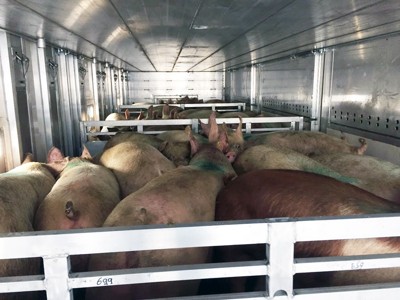 Tranport der lebendigen tiere