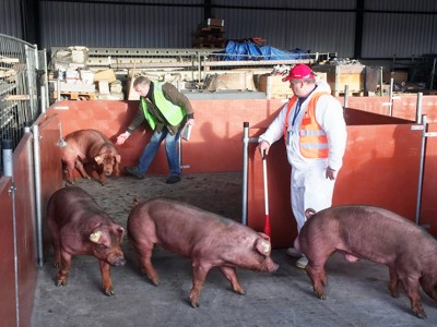 Tranport der lebendigen tiere