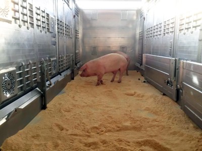 Tranport der lebendigen tiere