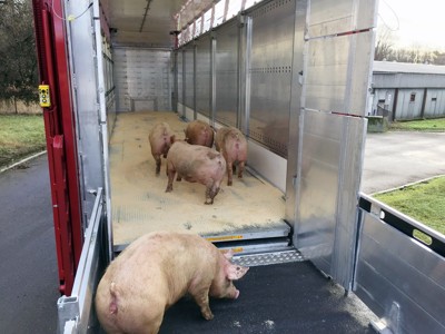 Tranport der lebendigen tiere