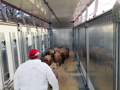 Tranport der lebendigen tiere