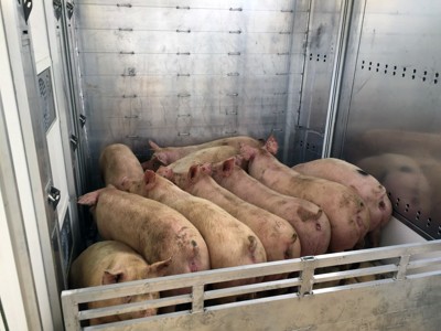Tranport der lebendigen tiere