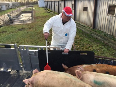 Tranport der lebendigen tiere