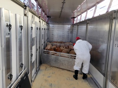 Tranport der lebendigen tiere