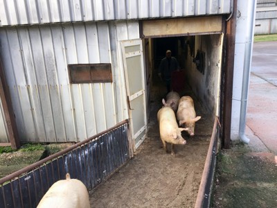 Tranport der lebendigen tiere