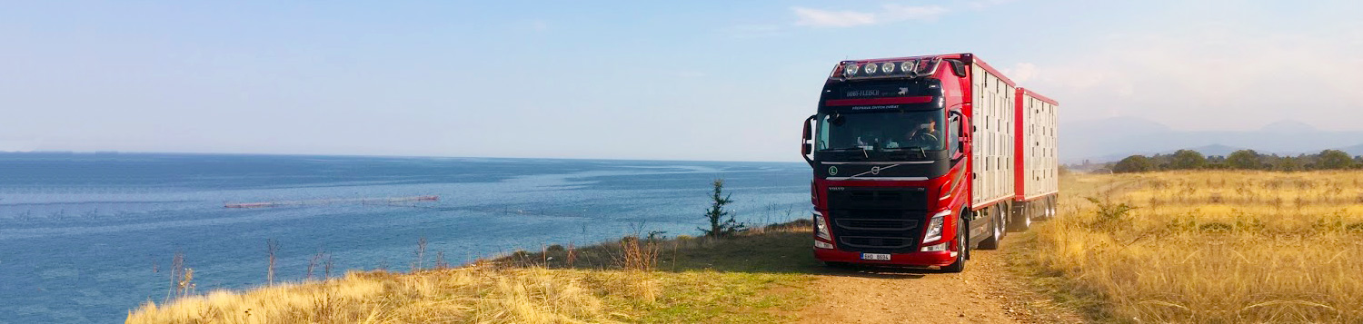 Tranport der lebendigen tiere, Schweinetransport